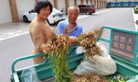 多加两步，水煮花生米香糯入味又省火